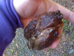 toad amplexus