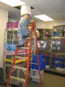 Daniel changing light fixtures in the education animal holding room.