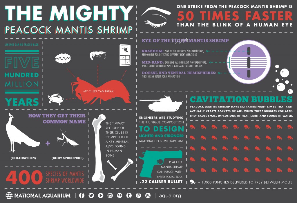 mantisshrimp_infographic_final