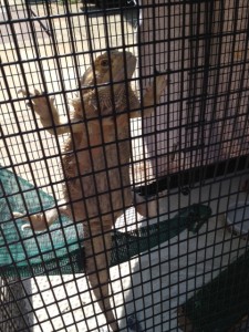Ramsey in her sunning cage!