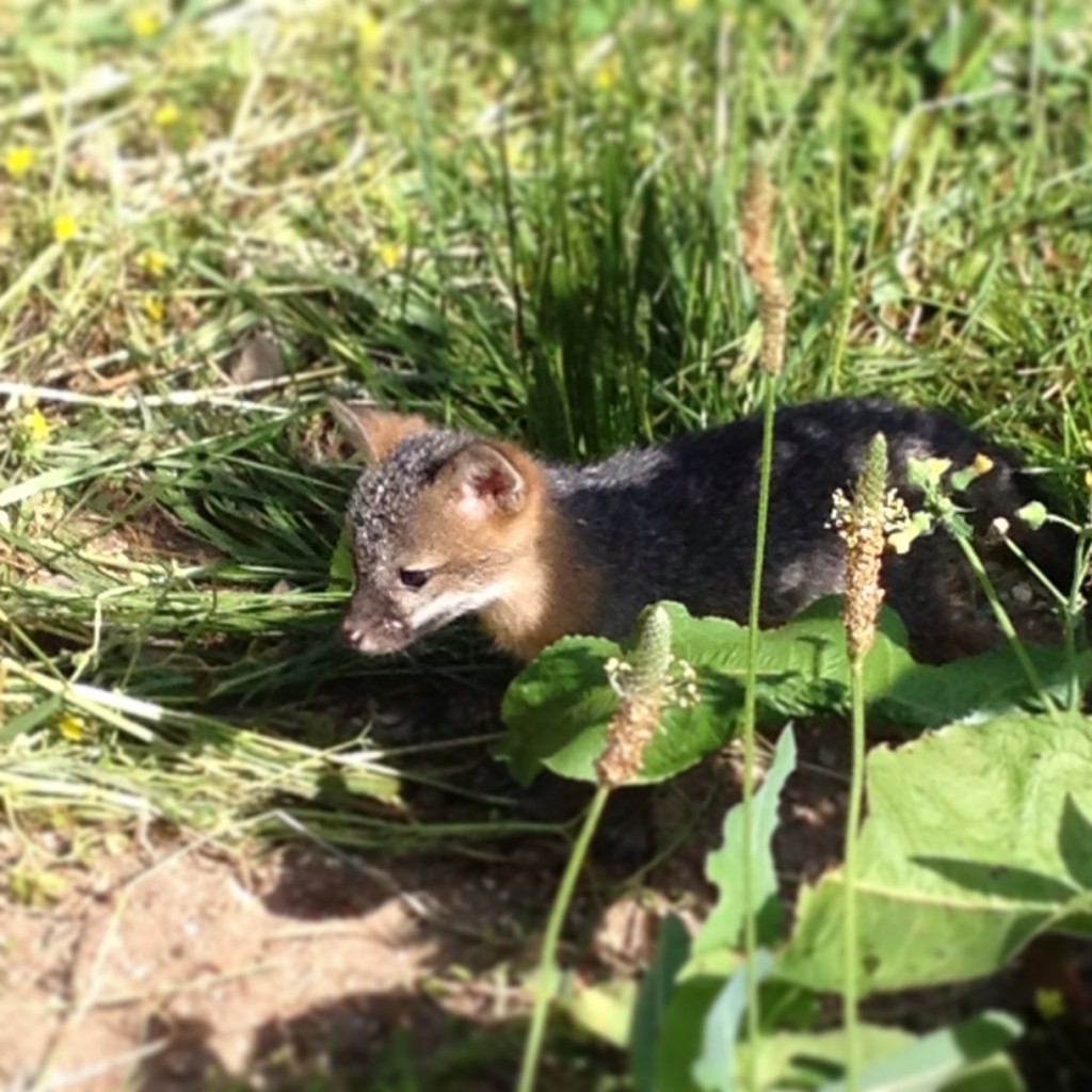 Baby Grey Fox that was hanging out in the bear compound. 