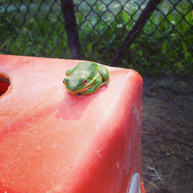 Green Tree Frog that was in the bear side yard.