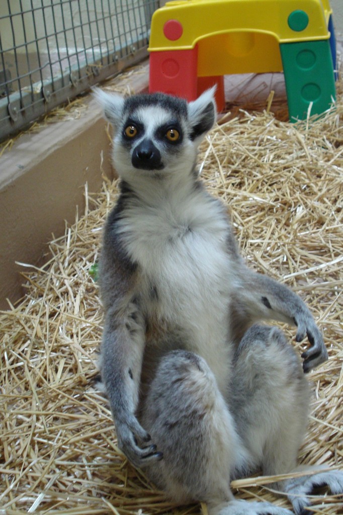 new lemur boy