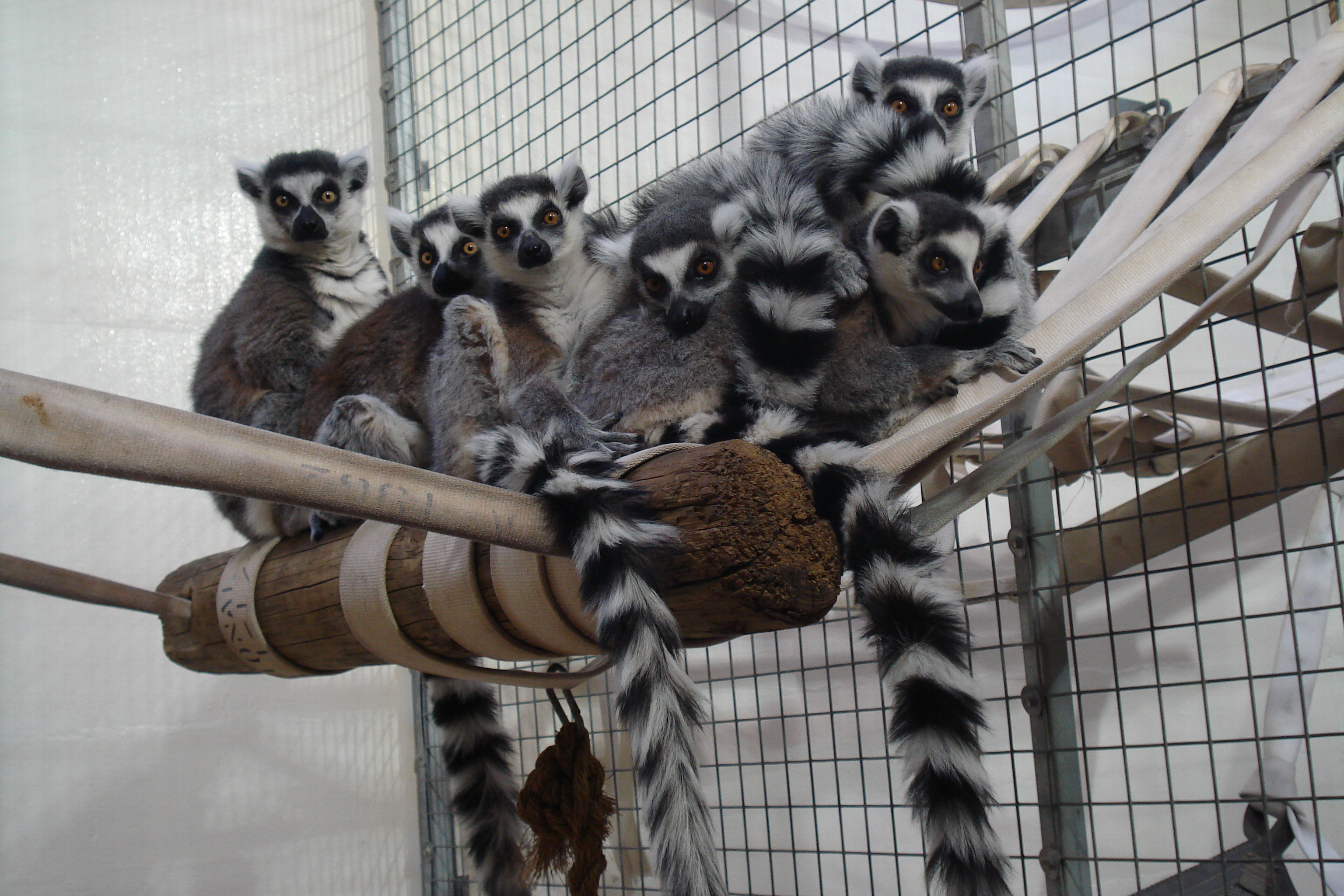 new lemurs group