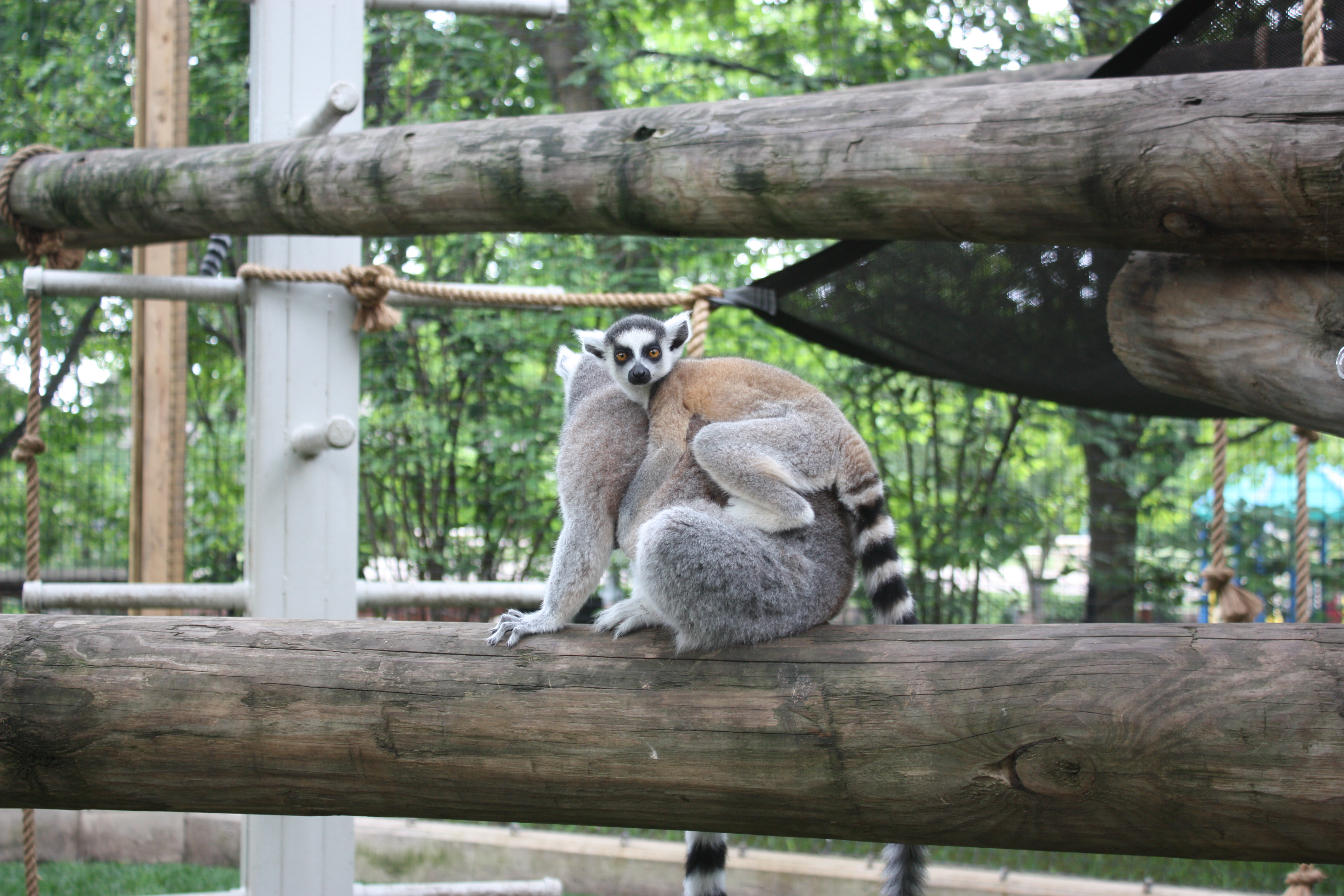 new lemurs with mom