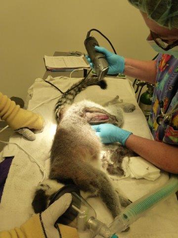 Dr.Vanderford prepping Dan's leg for stitches