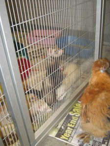 Chicken "chatting" with the ferrets, Betsy, Abraham, and Martha.
