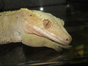Gordon our crested gecko