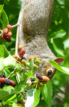 Greg's photo of a squirrel eating mulberries