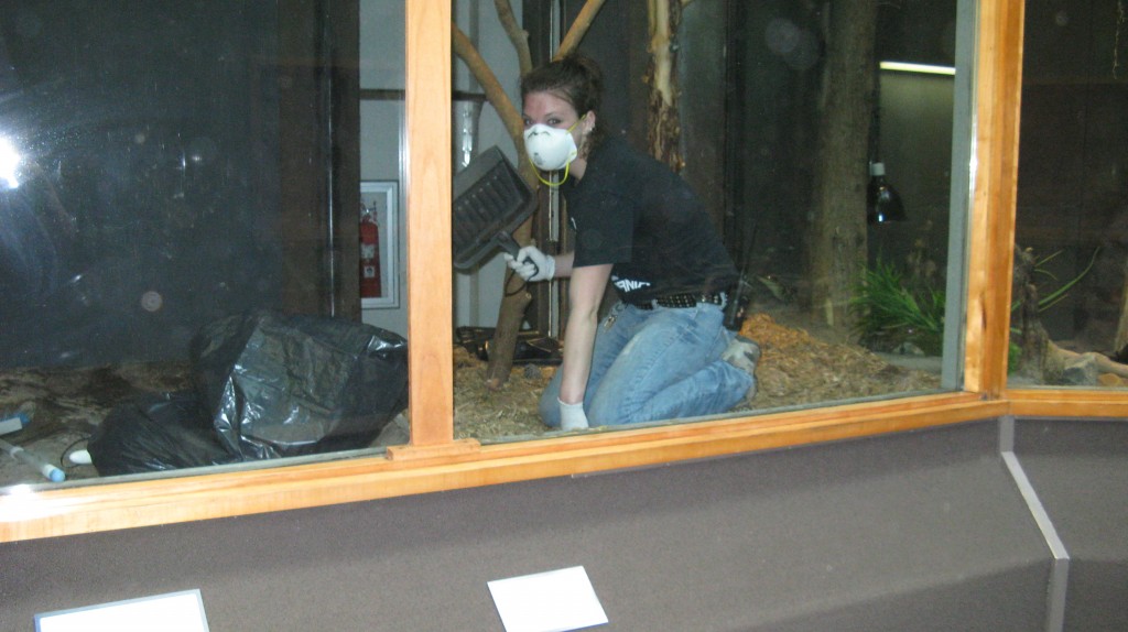 Mae working in the barred owl exhibit.