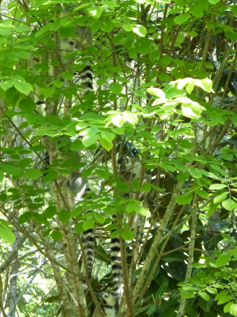 This might be my favorite: Although hard to see, 5 lemurs in the tree!