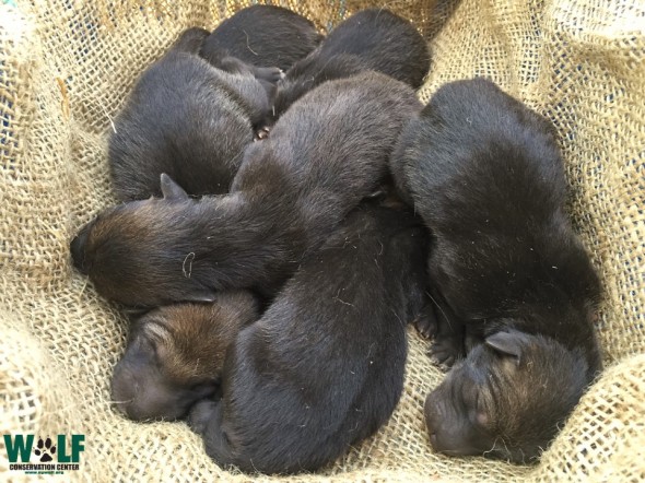 Red Wolf pups born May 2, 2015 at the Wolf Conservation Center