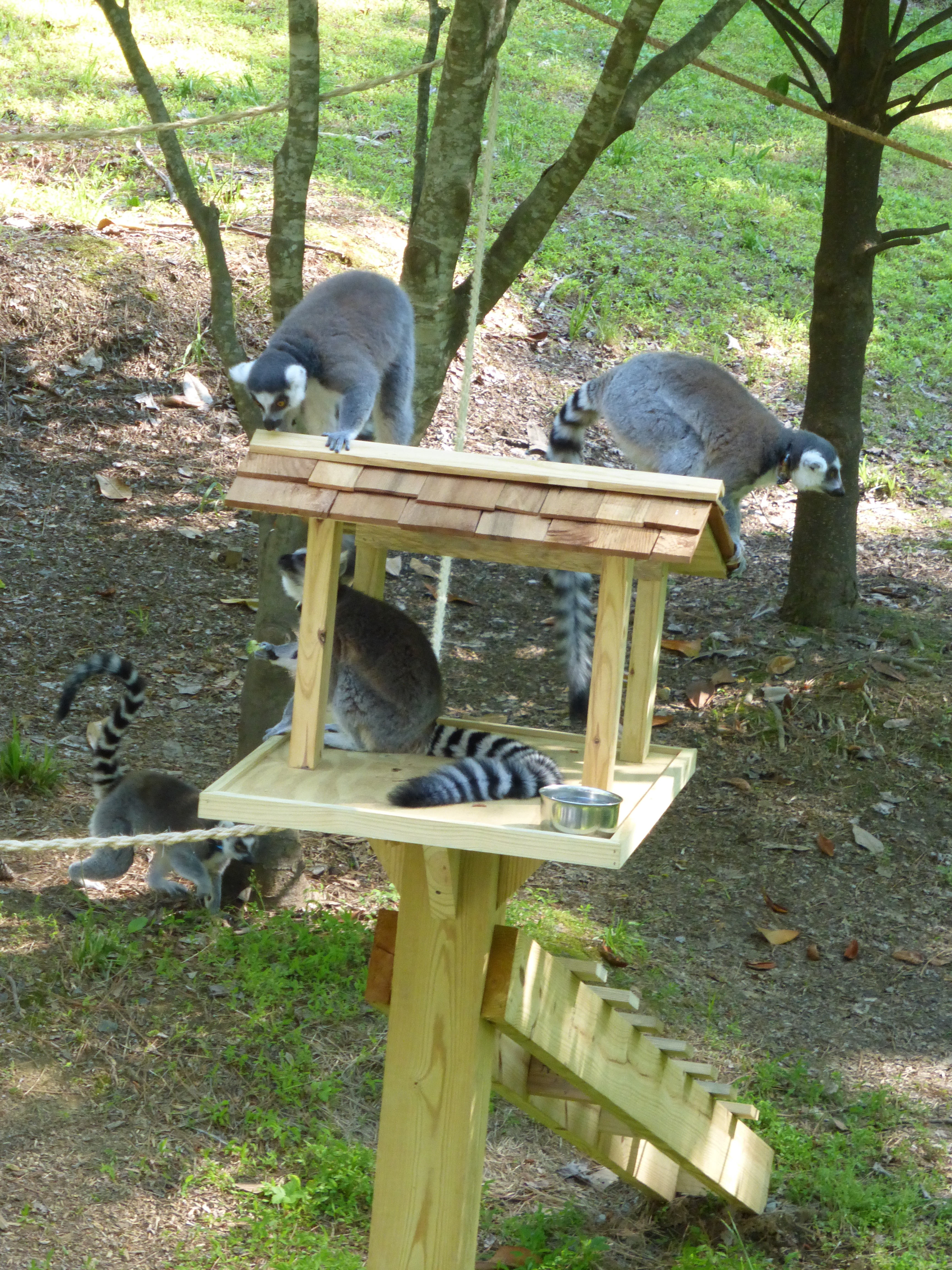 Lemurs trying out the new tree houses!