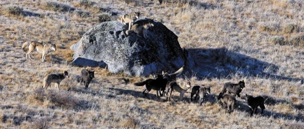 The Blacktail pack, with 15 wolves, was the largest pack on the northern range in 2011. National Park Service photo