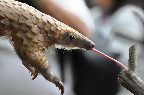 Pangolin using its tongue to eat ants from a log.