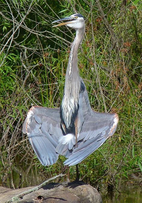 Great Blue Heron in the wetlands! Photo taken by our own Ranger Greg!