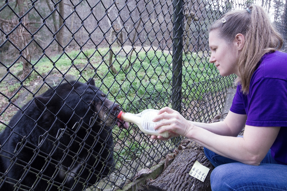 Janine gives Virginia black bear her dewormer in syrup bottle durham, nc