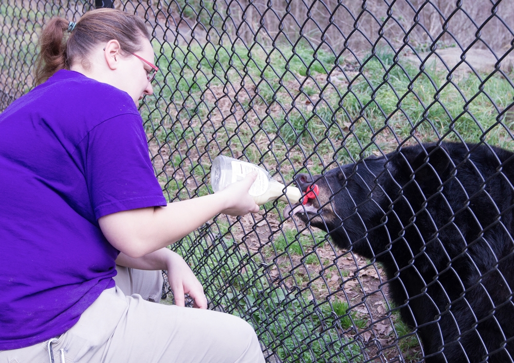 Sarah gives Yona black bear her medicine in syrup durham, NC